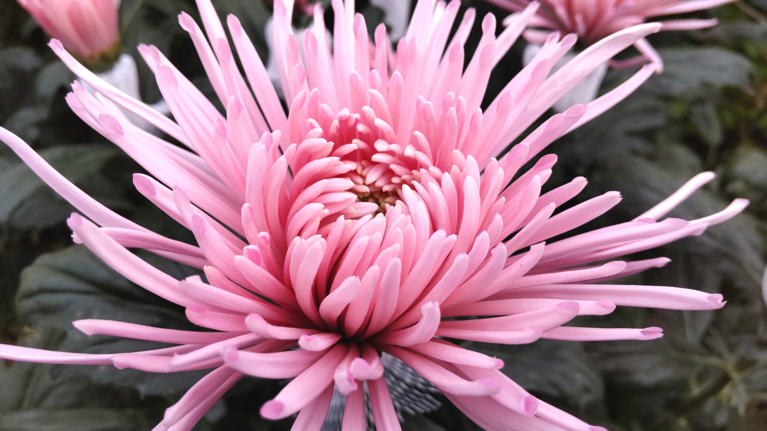 ディスバッドマム 株 フローラ平山 ディスバッドマム 株 フローラ平山