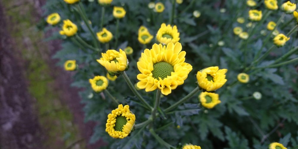 スプレーマム 株 フローラ平山