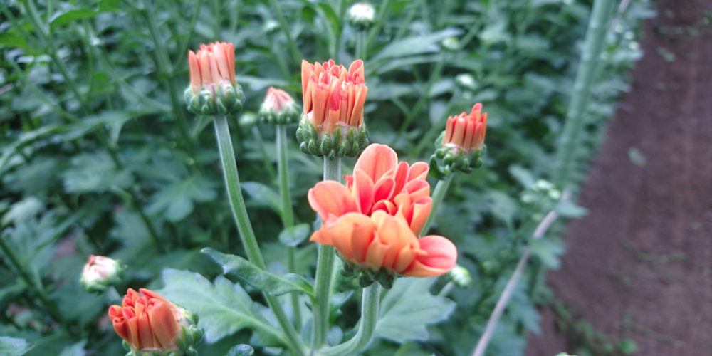 スプレーマム 株 フローラ平山