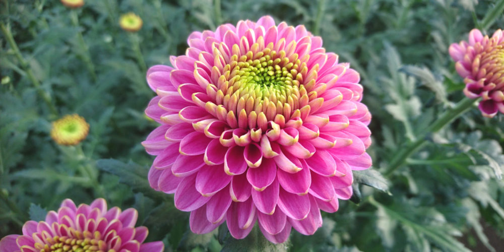 ピンポンマム 株 フローラ平山